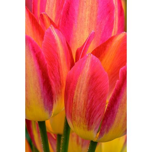Pennsylvania-Longwood Gardens Tulip close-up